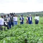 Kayonza Farmers See Transformation in Soybean Farming Through FARM P3 Project