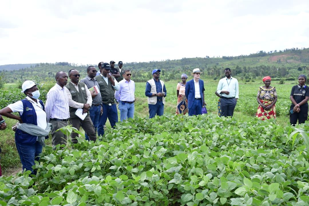 Kayonza Farmers See Transformation in Soybean Farming Through FARM P3 Project